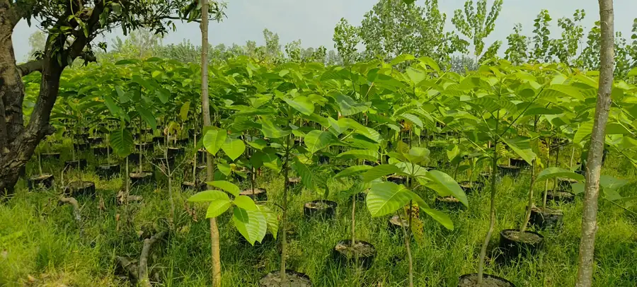 Tree saplings growing in rows at LEAFFLIX Nursery