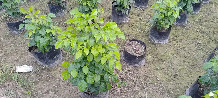 Young plants in nursery bags at LEAFFLIX Nursery