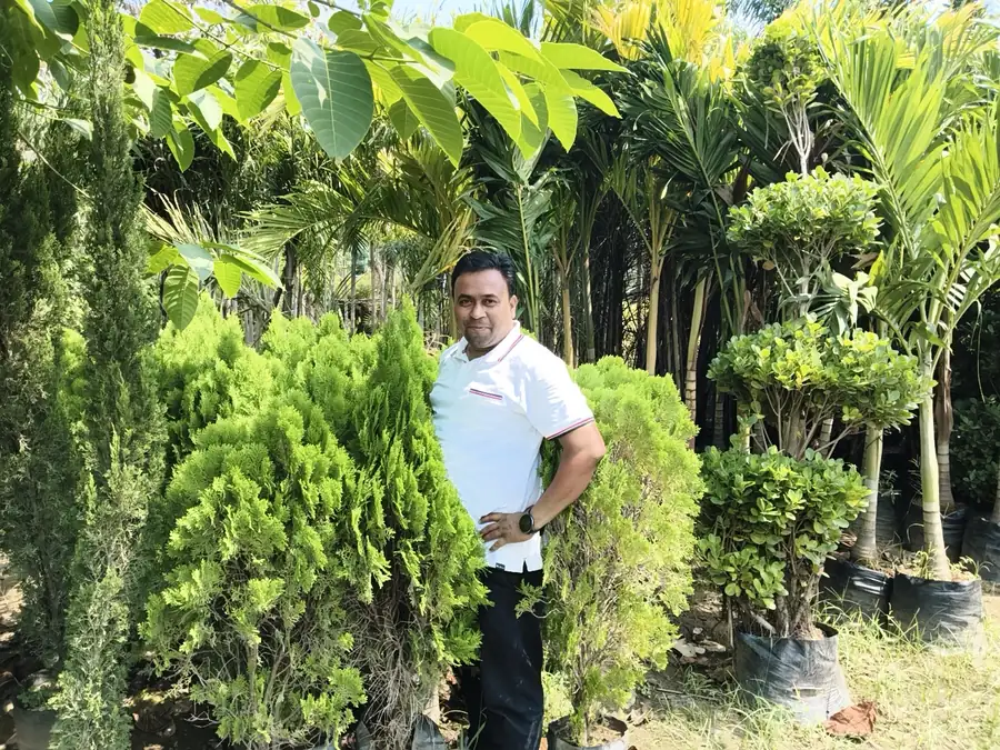 Among conifer shrubs, palms and shaped plants at the nursery