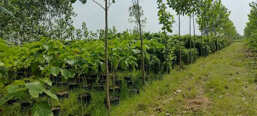 Rows of young tree saplings in nursery bags at LEAFFLIX Nursery