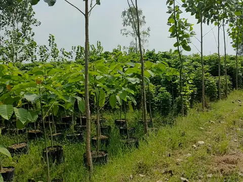 Rows of young tree saplings in black bags at LEAFFLIX Nursery