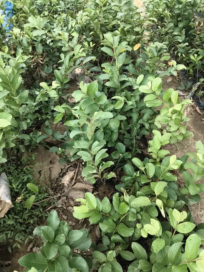 Young fruit plant saplings at the nursery