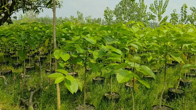 Tree saplings growing at LEAFFLIX Nursery