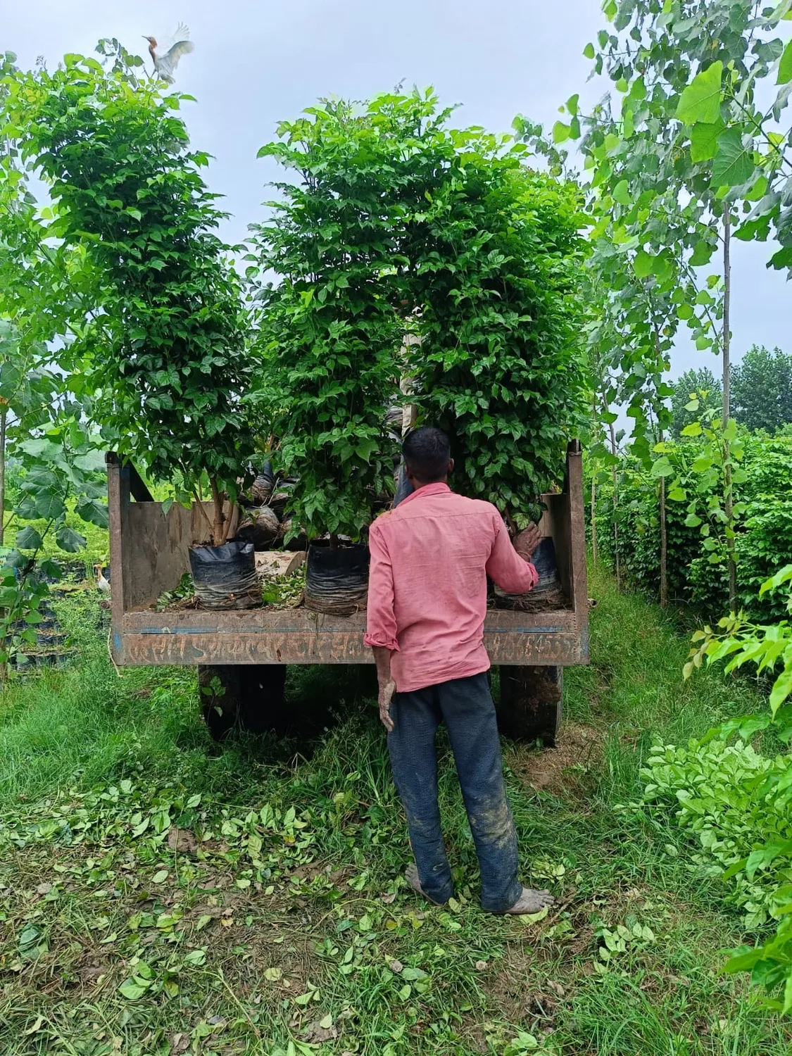 Red Machera plant LEAFFLIX Nursery